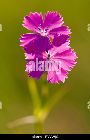 Kartäuser Rosa (Dianthus Carthusianorum), Blumen. Stockfoto