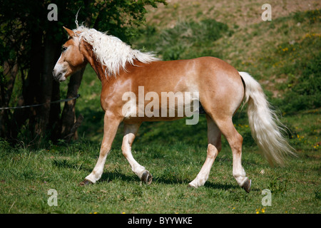 Trabender Haflinger / Pferd im Trab Stockfoto