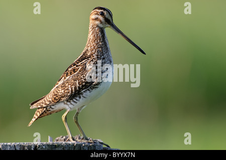 Pfauentaube Bekassine [Gallinago Gallinago], Norddeutschland Stockfoto