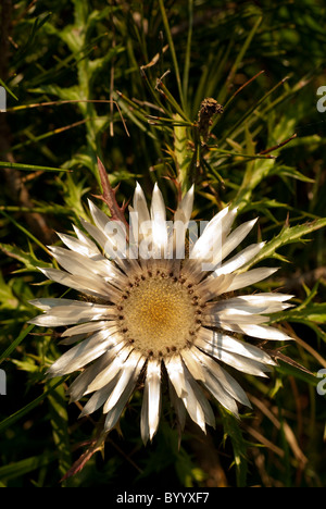 Stammlose Carline Thistle (Carlina Acaulis), blühen. Stockfoto