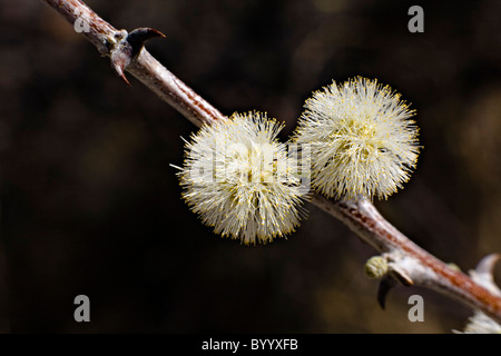 Blühende Akazien Baum A.reficiensin im Etosha Nationalpark Namibia Stockfoto