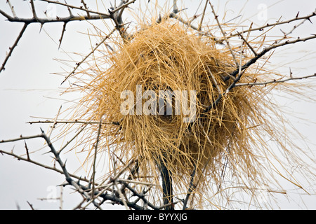 Weaver Vogelnest in Akazie Damaraland, Namibia Stockfoto