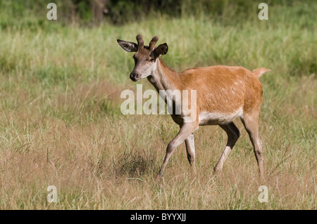 Brache Hirsch Cervus Dama Dama Damhirsch Europa Stockfoto