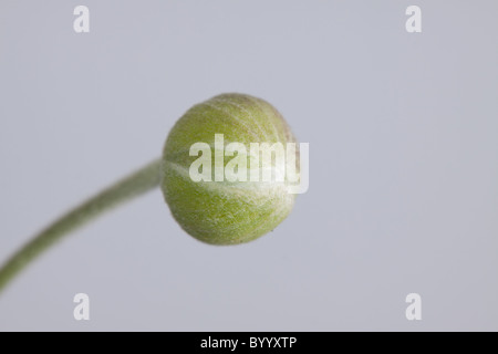 Eine japanische Anemone Blütenknospe auf einem weißen Hintergrund Stockfoto