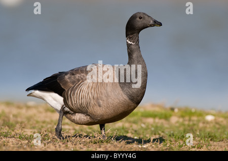 Brent Brant Gans Ringelgans Branta bernicla Stockfoto