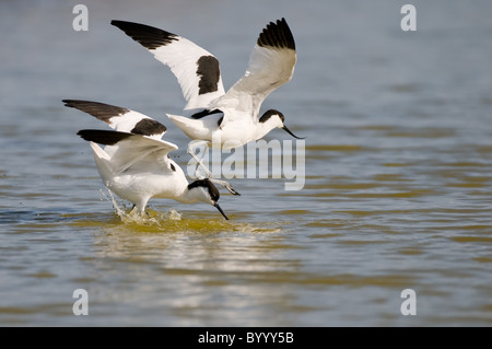 pied Avocet Recurvirostra Avosetta saebelschnaebler Stockfoto