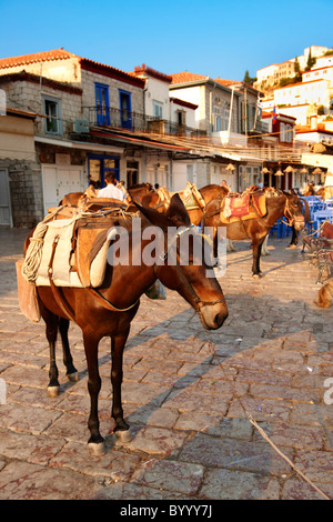 Pack-Ponys auf Hydra, griechischen Saronischen Inseln Stockfoto