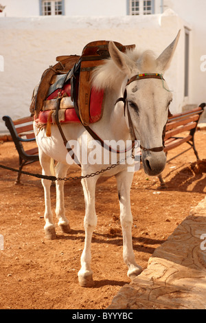 Pack-Ponys auf Hydra, griechischen Saronischen Inseln Stockfoto