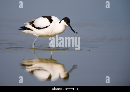 pied Avocet Recurvirostra Avosetta saebelschnaebler Stockfoto