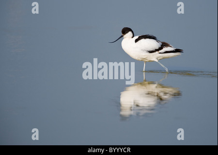 pied Avocet Recurvirostra Avosetta saebelschnaebler Stockfoto