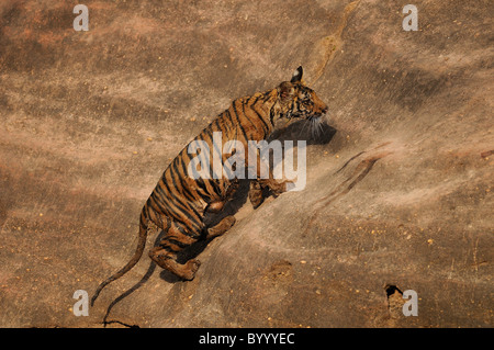 Weiblichen Bengal Tiger Cub, nass von Spielen in ein Wasserloch, Klettern auf einem Felsen am Rand in Bandhavgarh Tiger Reserve, Indien Stockfoto