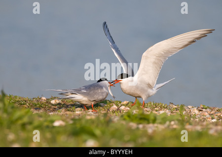 gemeinsamen Seeschwalbe Flussseeschwalbe Sterna hirundo Stockfoto