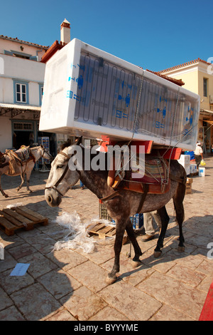 Pack Pony bewegt einen Kühlschrank auf Hydra, griechischen Saronischen Inseln Stockfoto