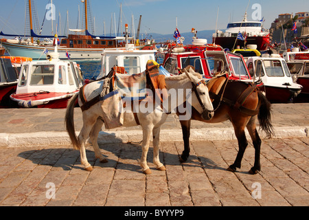 Ponys warten darauf, beladen mit waren auf Hydra, griechischen Saronischen Inseln werden zu packen Stockfoto