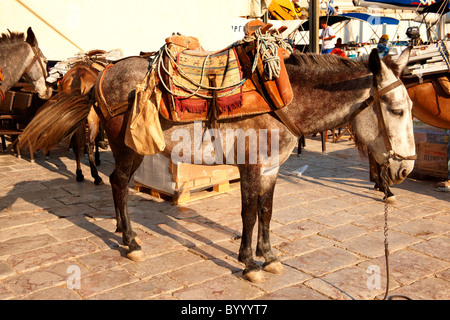 Ponys warten darauf, beladen mit waren auf Hydra, griechischen Saronischen Inseln werden zu packen Stockfoto