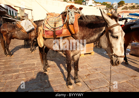 Ponys warten darauf, beladen mit waren auf Hydra, griechischen Saronischen Inseln werden zu packen Stockfoto