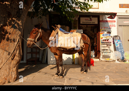 Ponys warten darauf, beladen mit waren auf Hydra, griechischen Saronischen Inseln werden zu packen Stockfoto