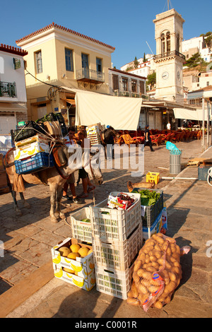 Ponys warten darauf, beladen mit waren auf Hydra, griechischen Saronischen Inseln werden zu packen Stockfoto