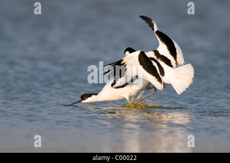 pied Avocet Recurvirostra Avosetta Saebelschnaebler Stockfoto