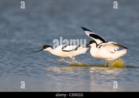 pied Avocet Recurvirostra Avosetta Saebelschnaebler Stockfoto