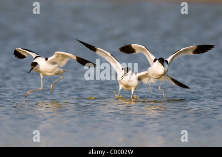 pied Avocet Recurvirostra Avosetta Saebelschnaebler Stockfoto