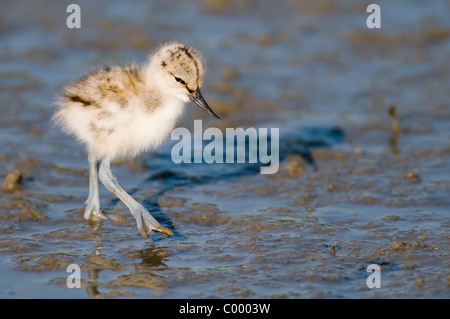 pied Avocet Recurvirostra Avosetta Saebelschnaebler Stockfoto