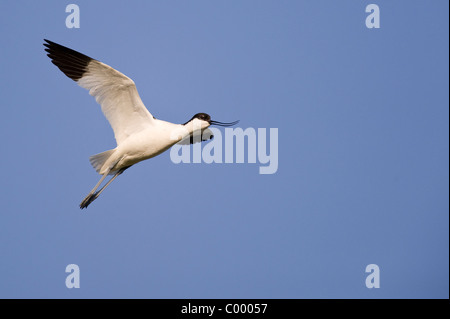 Recurvirostra Avosetta, pied Avocet Vogel, Wattenmeer, Norddeutschland Stockfoto