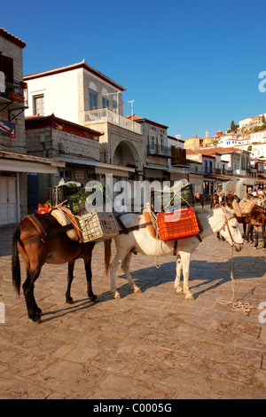 Ponys warten darauf, beladen mit waren auf Hydra, griechischen Saronischen Inseln werden zu packen Stockfoto