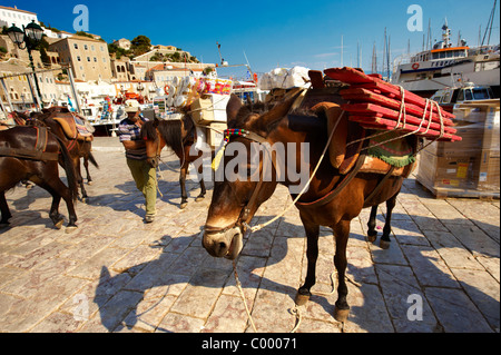 Ponys warten darauf, beladen mit waren auf Hydra, griechischen Saronischen Inseln werden zu packen Stockfoto