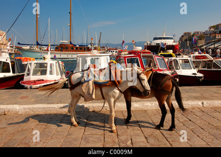 Ponys warten darauf, beladen mit waren auf Hydra, griechischen Saronischen Inseln werden zu packen Stockfoto