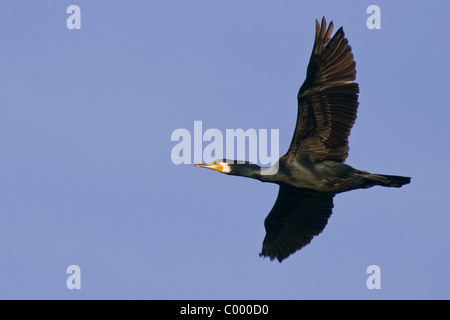 Kormoran Kormoran Phalacrocorax carbo Stockfoto