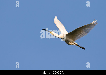 Eurasische weiße Löffler-Platalea Leucorodia Löffler Stockfoto