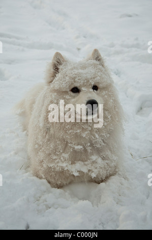 Samoyed Hund Winter im Schnee spielen mans besten Freund Stockfoto