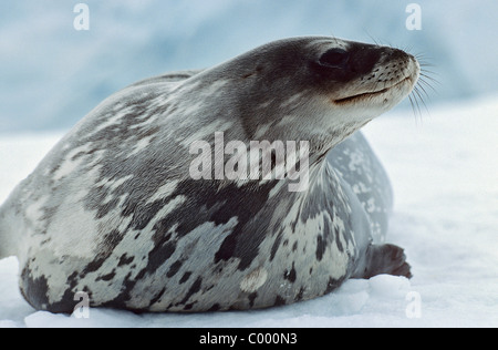 Weddell Dichtung - liegend / Leptonychotes Weddellii Stockfoto