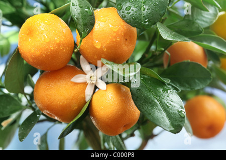 Reife Mandarinen auf einem Ast. Blauen Himmel im Hintergrund. Stockfoto