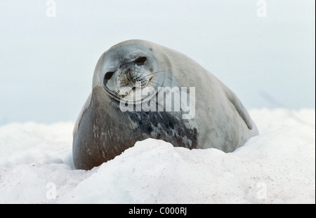 Weddell Dichtung - liegend / Leptonychotes Weddellii Stockfoto