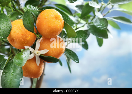 Reife Mandarinen auf einem Ast. Blauen Himmel im Hintergrund. Stockfoto