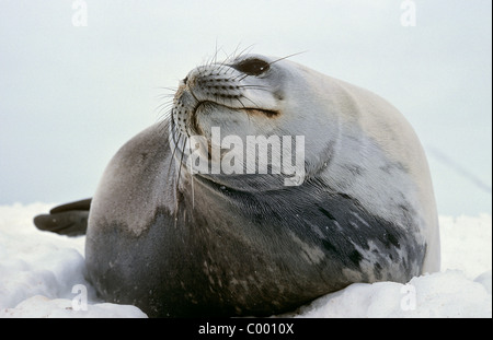 Weddell Dichtung - liegend / Leptonychotes Weddellii Stockfoto