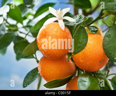 Reife Mandarinen auf einem Ast. Blauen Himmel im Hintergrund. Stockfoto