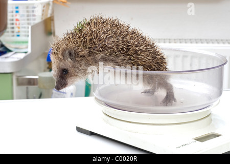 Europäische Igel auf Skala / Erinaceus Europaeus Stockfoto