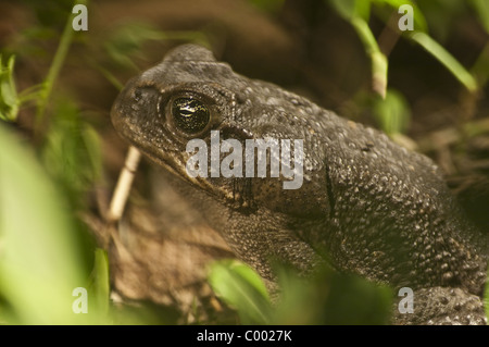 Frösche und Kröten im Amazonas haben in den letzten Jahren tun, um eine tödliche und ansteckende Virus drastisch zurückgegangen. Stockfoto