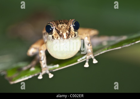 Frösche und Kröten im Amazonas haben in den letzten Jahren tun, um eine tödliche und ansteckende Virus drastisch zurückgegangen. Stockfoto