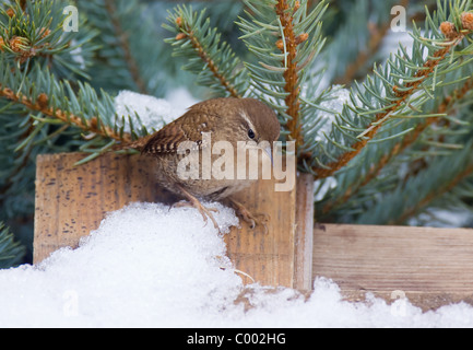 Zaunkönig (Troglodytes Troglodytes), Zaunkönig Stockfoto