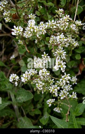 Gemeinsamen Skorbut-Rasen, Cochlearia Officinalis, Brassicaceae. Cornwall, England, Vereinigtes Königreich. Britische wilde Blume. Stockfoto