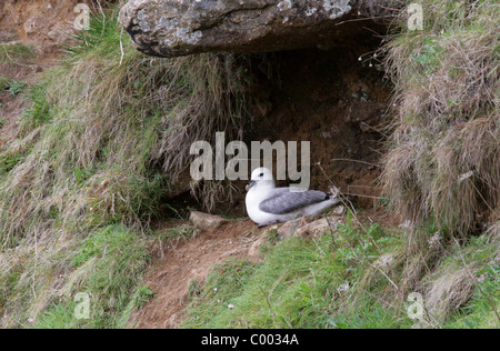 Nördlichen Fulmar, Fulmarus Cyclopoida, Procellariidae, Procellariiformes. Auf Nest sitzend, in der Nähe von Klippen später Bucht, Cornwall, UK Stockfoto