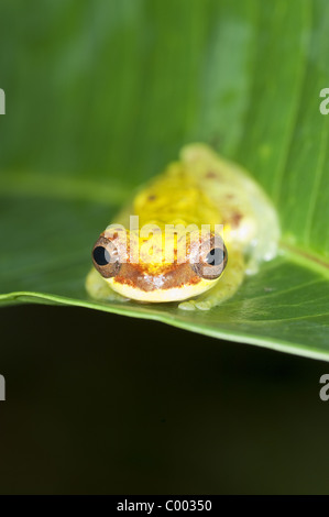 Frösche und Kröten im Amazonas haben in den letzten Jahren tun, um eine tödliche und ansteckende Virus drastisch zurückgegangen. Stockfoto