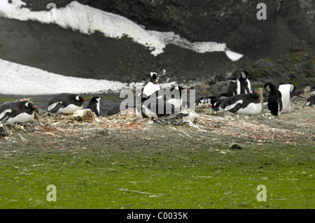 Inkubation von Gentoo Penguins Pygoscelis Papua auf Barrientos Inselgruppe, Aitcho, Süd-Shetland-Inseln, Antarktis Stockfoto