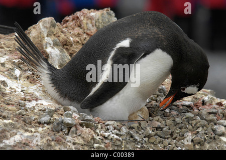 Gentoo Penguin Pygoscelis Papua Schraffur Ei auf Barrientos, Aitcho Inselgruppe, Süd-Shetland-Inseln, Antarktis Stockfoto