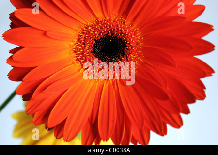 Gerber Rot Blume Schuss hautnah in einem weißen Hintergrund Stockfoto