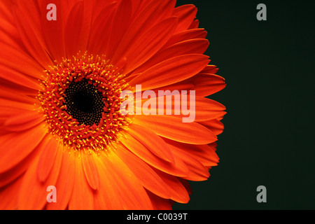 Einzelne rote Gerber Daisy Blume Schuss hautnah auf einem schwarzen Hintergrund Stockfoto